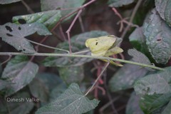 Abelmoschus angulosus var. grandiflorus